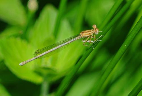 Réf. 216 275 : Platycnemis pennipes